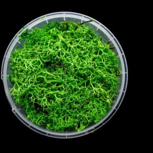 Enchanted Hedge Basing Material