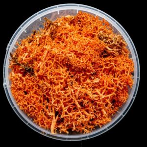 Blazing Hedge Basing Material