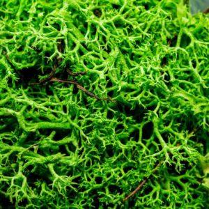 Enchanted Hedge Basing Material