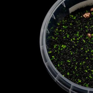 Bionic Sands Ancient