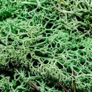 Alien Hedge Basing Material