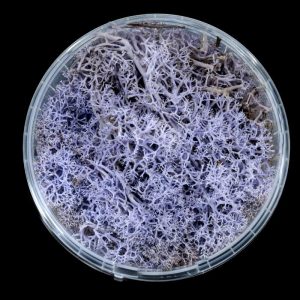 Lavender Hedge Basing Material