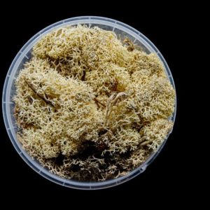 Winter Hedge Basing Material