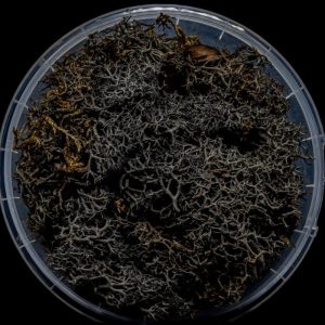 Burnt Hedge Basing Material