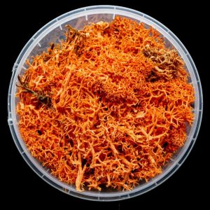 Blazing Hedge Basing Material